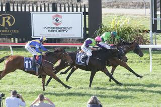 Zacada (NZ) digs deep to claim the G3 Rotorua Cup on Saturday. Photo Cred: Trish Dunell